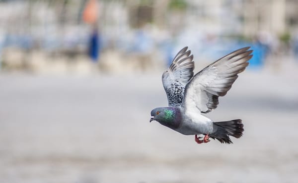 What pigeons can teach us about FinTech